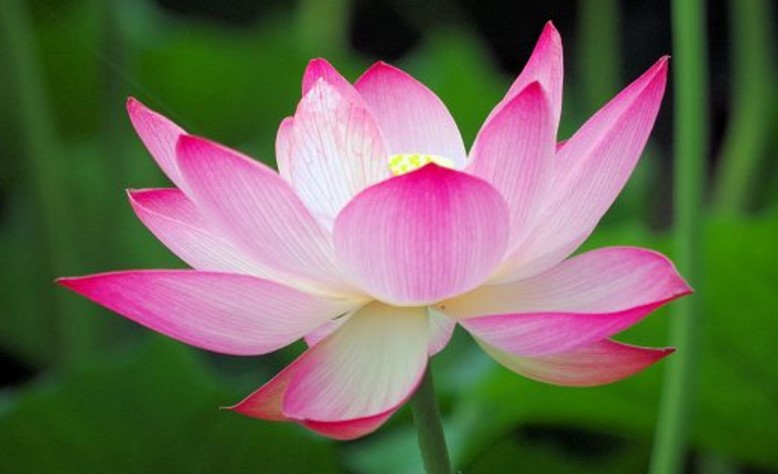 恋愛,金運,仕事運,風水